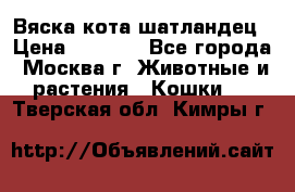 Вяска кота шатландец › Цена ­ 1 000 - Все города, Москва г. Животные и растения » Кошки   . Тверская обл.,Кимры г.